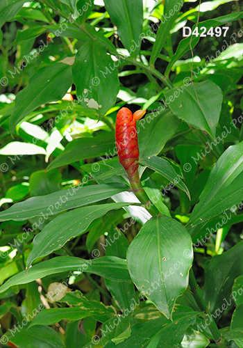 Spiral Ginger (Costus scaber)